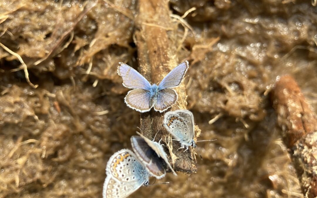 Silver-studded Blue